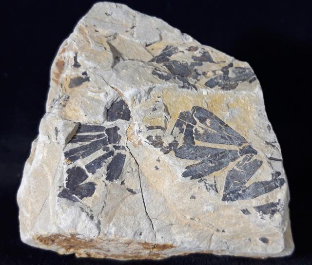 Ginkgo huttoni (STERNBERG in HEER 1876) - Bild &copy; FossNet FossilienStore